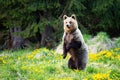 Surprised brown bear standing on rear leg in vertical position in springtime