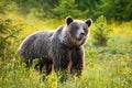 Surprised brown bear listening on a fresh meadow in springtime