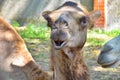 Surprised camel close up in profile Royalty Free Stock Photo