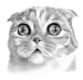 Surprised cat with big eyes. Monochrome sketch of a cat\'s face. Royalty Free Stock Photo