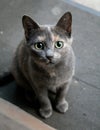 Surprised cat with goggle big eyes. Blue colourful cat stares. C