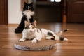 Surprised cat lies on scratching post Royalty Free Stock Photo