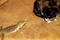 Surprised the cat and the little bearded Agama