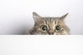 Surprised cat look out from under the table isolated on white Royalty Free Stock Photo