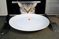 The surprised cat looks at the empty plate with red caviar. Improper nutrition for the animals. The affected pet, unfairly left