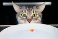 The surprised cat looks at the empty plate with red caviar. Improper nutrition for the animals. The affected pet, unfairly left