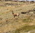 A surprised chamois