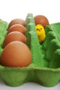 Surprised Chick in egg carton Royalty Free Stock Photo