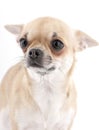Surprised Chihuahua portrait