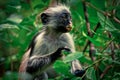 Monkey red colobus, surprise, endemic Royalty Free Stock Photo