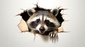 surprised curious raccoon looks out a hole in a wall with cracks, on a white background