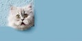 Surprised Cute Cat Leaning Out of Square Hole on Blue Background