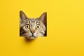 Surprised Cute Cat Leaning Out of Square Hole on Yellow Background