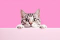 Surprised Cute Gray Kitten Above Pink Banner on Pink Background