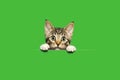 Surprised Cute Kitten Above Green Banner on Green Background