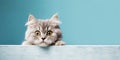Surprised Cute Persian Kitten Above Blue Wooden Banner on Blue Background