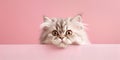 Surprised Cute Persian Kitten Above Pink Banner on Pink Background