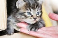 Surprised cute yuong cat looking at the new hostess. Cat`s paw lying on hand women. Offers to be friends Royalty Free Stock Photo