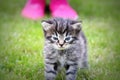 Surprised cute yuong cat looking at the new hostess. Grass background Royalty Free Stock Photo