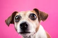 Surprised dog with large expressive bulging eyes on pink background Royalty Free Stock Photo