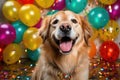 surprised dog on solid bright background with colorful balloons.