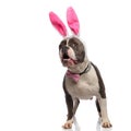 Surprised elegant american bully with rabbit ears looks to side