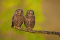 Surprised eurasian scops owl young chicks perched in spring nature at sunrise Royalty Free Stock Photo