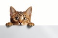 Surprised and Excited Cat Peeking Over Blank Sign Royalty Free Stock Photo