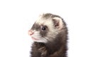 The surprised face ferret