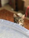 Surprised face of a young kitten who practically climbed on the table and inquisitively looks out for something! Royalty Free Stock Photo