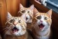 Surprised Feline Trio: Three Cats Caught Off Guard at Home