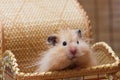 Surprised fluffy Syrian hamster