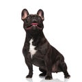 Surprised french bulldog looks up with mouth open Royalty Free Stock Photo