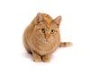 Surprised ginger cat with beautiful big eyes Royalty Free Stock Photo