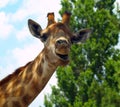 The surprised giraffe