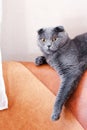 Surprised gray british cat elongated paw