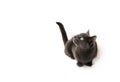 Surprised gray cat is sitting on four paws on a white background. Light green eyes are wide open. The muzzle is turned Royalty Free Stock Photo