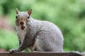 Surprised Grey Squirrel mouth open