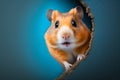 Surprised hamster peeking from corner on blue background. Generative AI