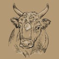 Surprised head of bull hand drawing illustration