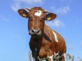 Surprised innocent looking cow, horned, brown pied, blue sky