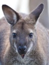 Surprised kangaroo