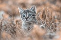 Surprised kitten looks out of the dry grass.