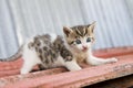 Surprised kitten on the roof. Lonely baby cat with beautiful blue eyes standing on sheet metal roof