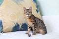 A surprised kitten sits on a bed