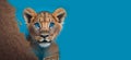 Surprised lion cub peeking from corner on blue background. Generative AI