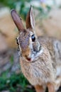 Surprised looking cottontail bunny rabbit