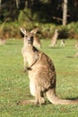 Surprised looking Kangaroo
