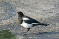 Surprised magpie. Royalty Free Stock Photo