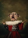 Surprised model like medieval royalty person in vintage clothing headed by dog head isolated on dark vintage background